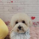 펫러버 그루밍 이미지