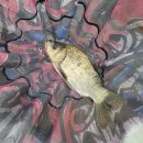 개나리낚시공원 이미지