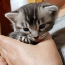 실버캐슬 캐터리 이미지