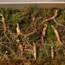 약용식물관리사 이미지