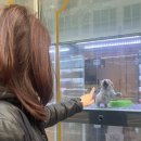 이든펫샵 이미지