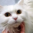 달과고양이 이미지