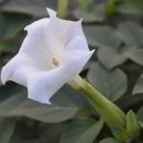 화이트 독 이미지