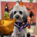 코코바리 이미지