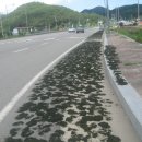 마른 청각 판매합니다 이미지