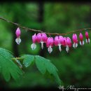 꽃의 노래 이미지