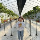 한계농장 | 딸기체험농장 포레스트벨 동물 먹이주기 체험 주말