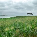 바다가 보이는 풍경 이미지