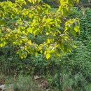 강촌포도팬션&캠핑장 이미지