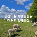 하늘바람별 | 5월 강원도 여행 추천 평창 대관령 양떼목장 방목시즌 가격 주차 후기