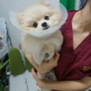 수아동물병원 이미지