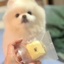 달콤여시 네이버블로그