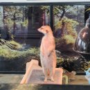 미어캣인더시티 이미지