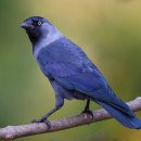 갈까마귀 [Western jackdaw (Coloeus monedula)] 이미지