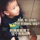 강아지 이모 이미지