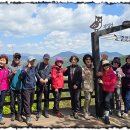 (범초산장 이야기 1381회) 골담초와 뽕잎밥 이미지