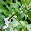 박하제주 이미지