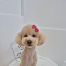 거창하개 이미지