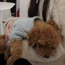 창원애견호텔 강아지유치원 애견미용 맘바이 창원점 | [창원카페] 창원 상남동 루프탑 카페 애견동반 카페 코지002 내돈내산 후기