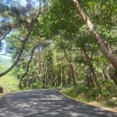 고요한 숲 이미지