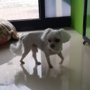까끼애견미용 이미지