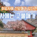 백양사 고불매 만개 (천연기념물 제486호) 이미지