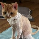 야옹아놀자 마곡점 이미지