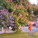 2015년 4월 태국 여행_나콘빠톰(Nakhon Pathom)의 프라 빠톰 쩨디(Pra Pathom Chedi)