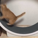 (주)그리폰유