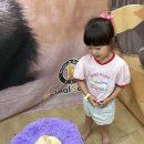 🐹 페럿, 골든햄스터를 만나요! 🐹 이미지