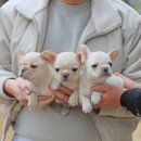 프리미엄 켄넬 | 프렌치불독 프리미엄 분양 후기, 전문 브리딩 켄넬