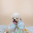 사르르몽몽 이미지