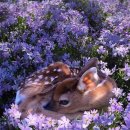 행복의꿈 이미지