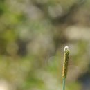 뚝새풀 Amul foxtail, Short awn 이미지