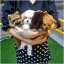 김해 강아지분양 고양이분양 도그하우스 대성점 이미지