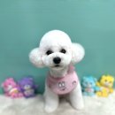스타애견미용 이미지