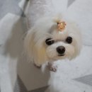 큐피트동물병원 이미지