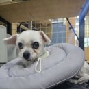 카라말티즈 이미지