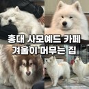 집 머무는 | 홍대 사모예드카페 겨울이머무는집 후기 | 입장료, 위치, 주의사항 총정리
