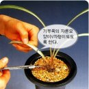 한국춘란의 식물홀몬제를 이용한 신아유도(한배관23) 이미지