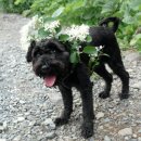 청순하개 이미지