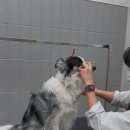 퍼피팸퍼 이미지