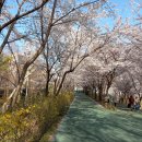 4 월 3 일(월) 양재천 벚꽃길 이미지