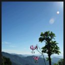 뻐꾸기PC 이미지