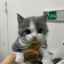 오독안심분양센터 강아지분양 고양이분양 목동점 이미지