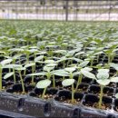 화순군농업기술센터 이미지