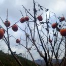 사선대농장 이미지