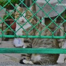 대관령동물병원 - 남양주시 금곡로 44 | 대관령동물병원