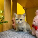 나라애견본점 이미지