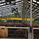 종일이네 축산 이미지